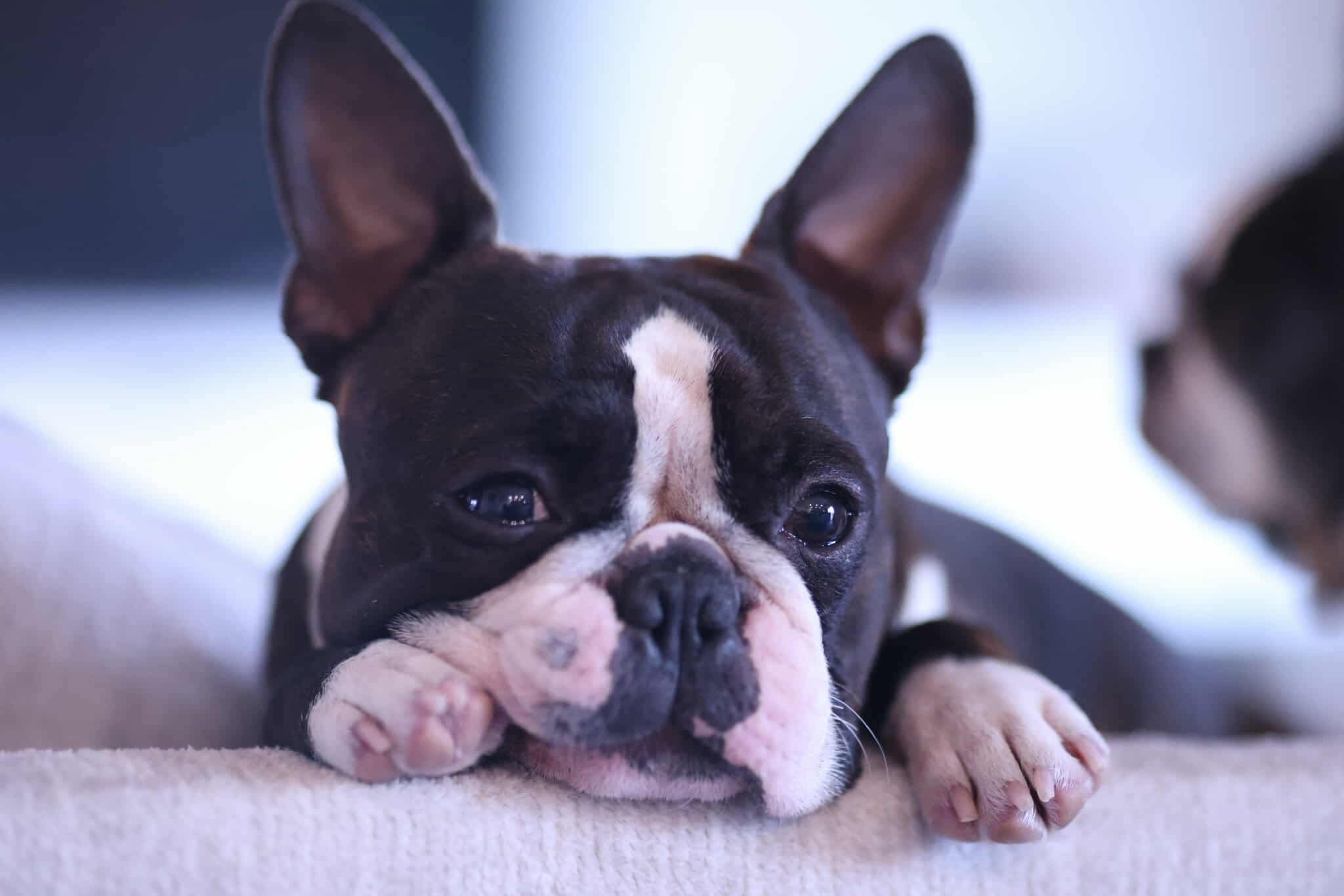 Boston Terrier puppy Samael from Litter A - AT Team Kennel